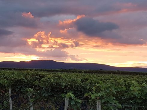 Blick über die Weinfelder mit Abendrot