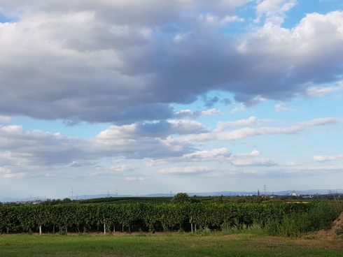 Blick über die Weinfelder in Freinsheim