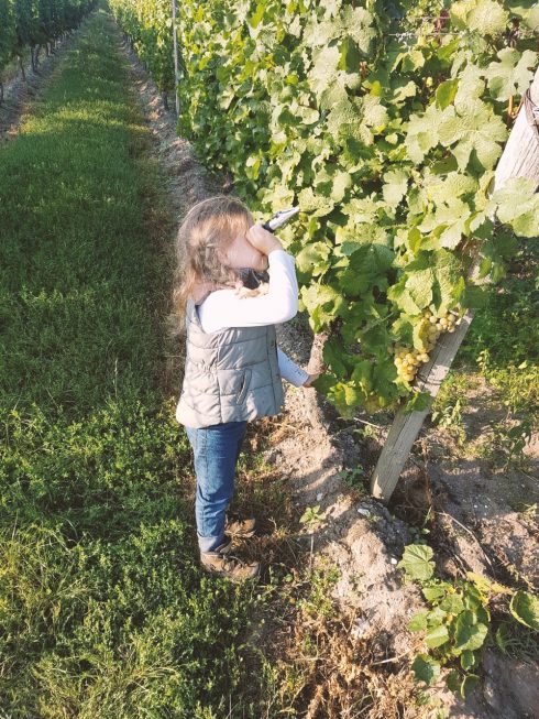 Die Winzerfamilie im Feld